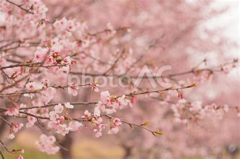 満開のピンクの桜 No 4739656｜写真素材なら「写真ac」無料（フリー）ダウンロードok