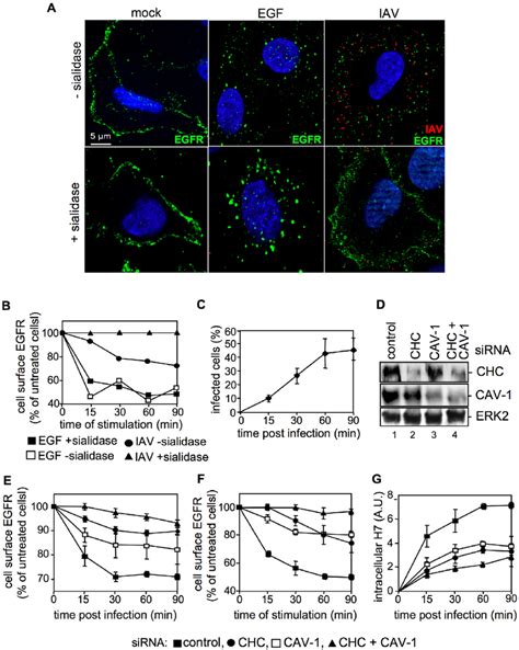 Iav Attachment Induces Egfr Endocytosis A Upon Treatment With