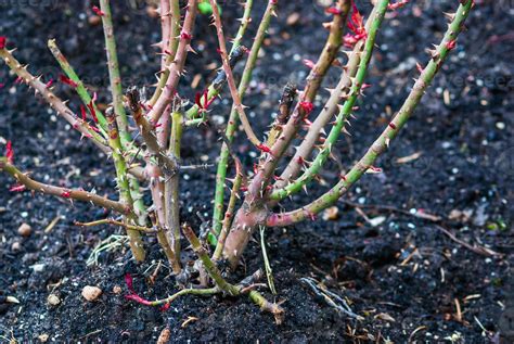 Rose shrub pruning in spring - cut rose bush without leaves in the