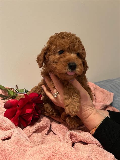 Toy Poodles Puppies For Sale European Dogs And Puppies For Rehoming