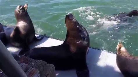 Sea Lions Santa Cruz Wharf California Sea Lions Close Caption Youtube