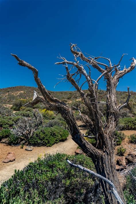 Dead Tree With Naked Branches On Blue Sky Background In A Desert Stock
