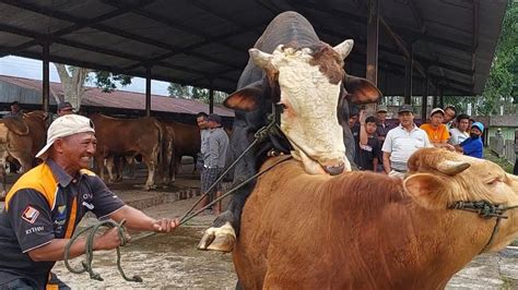 Sapi Jumbo Sampai Siang Belum Terjual Akhirnya Jual Rugi Youtube