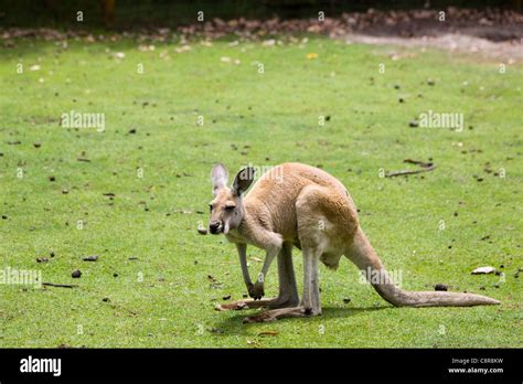 Kangaroo Australia Hi Res Stock Photography And Images Alamy