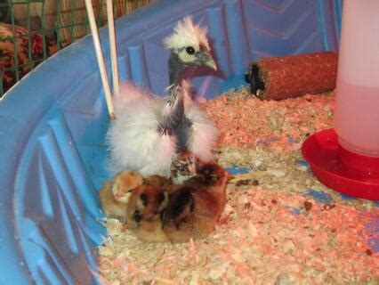 Naked Neck For Sale Chickens Breed Information Omlet