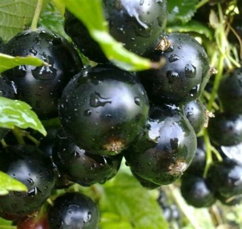 Купить саженцы Смородина черная Пигмей в питомнике. Для сорта Смородина ...