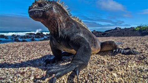 Shocking photos of Galapagos iguanas struggling to survive climate ...