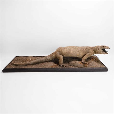 Lot 323 - Taxidermy: a monitor lizard,