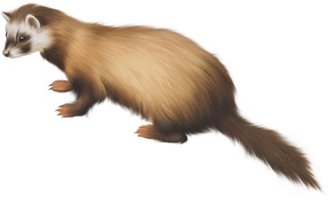 Weasels Png Images Transparent Free Download Png Mart