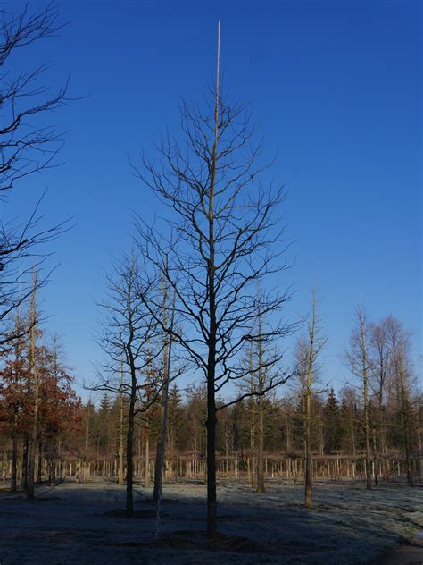 Gleditsia Triacanthos Skyline Gleditsia Triacanthos Skyline Van