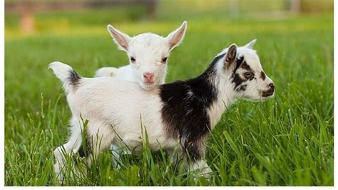 Want To Snuggle A Baby Goat Virginia Farm Is Giving You That Chance