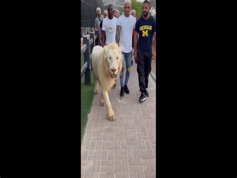 Hot Girl Mma Ph M Th Nhung Tung N Si T C C Hi M V O Chung K T Lion Championship