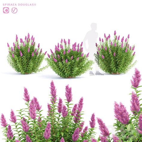 Спирея Дугласа кусты| Spiraea douglasii - Кусты - 3D модель