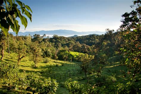 45012237 Beautiful View Of Mindo In Ecuador Cloud Forest South