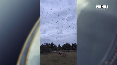 Нашестя мошки на Рівненщини: як захиститись та що робити при укусах ...