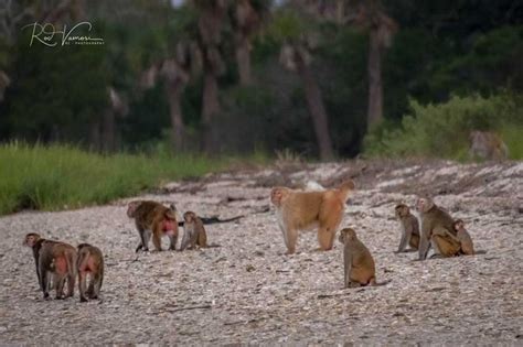 Theres An Island In South Carolina With 4000 Wild Monkeys The
