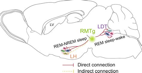 黄志力课题组发现睡眠时相转换新核团和环路机制 生物通