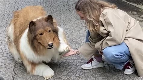 How the ‘human collie’ fits into his $14K dog costume: ‘Creepy’