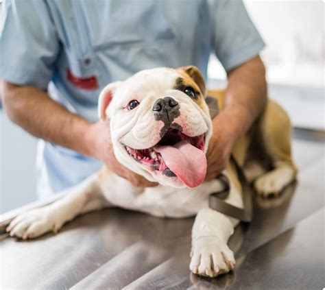 Spayneuter Surgery Central California Spca Fresno Ca