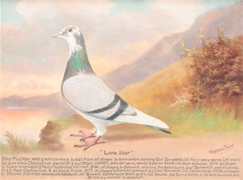 Andrew Beer Portrait Of Racing Pigeon By Andrew Beer 1930s Mutualart