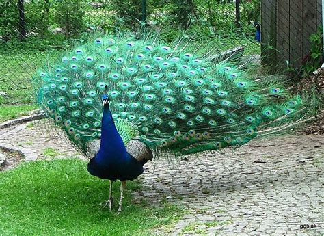 proud peacock  stock photo public domain pictures