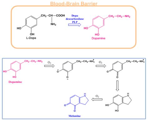 L Dopa Transformation By Enzymatic Catalysis To Dopamine And Dopamine’s Download Scientific