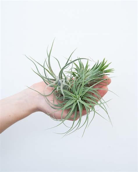 Tillandsia Set 3x Online Kaufen Farnwerk Design Lebt