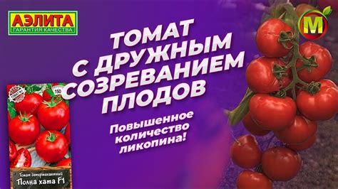 УЛЬТРАСКОРОСПЕЛЫЙ томат ПОЛНА ХАТА F1. Высокое содержание ликопина в ...