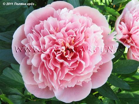 Купить пионы на Поляне грез Шумицкой Ларисы - цены, фото, описание