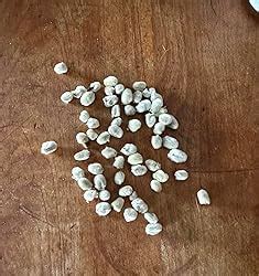 Amazon Lanmik Stems Inches Real Natural Dried Pussy Willow Branches For Vase