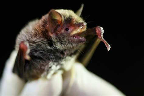 Ailimpo Joins Anse To Promote The Conservation Of The Long Fingered Bat