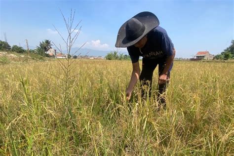 El Nino Di Bandung Barat Sebabkan Hektare Sawah Kekeringan