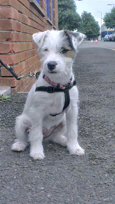 Scamp At 12 Weeks Old Parsons