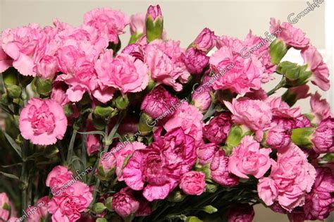 Гвоздика - Срезанные цветы - Срезка - GreenInfo.ru