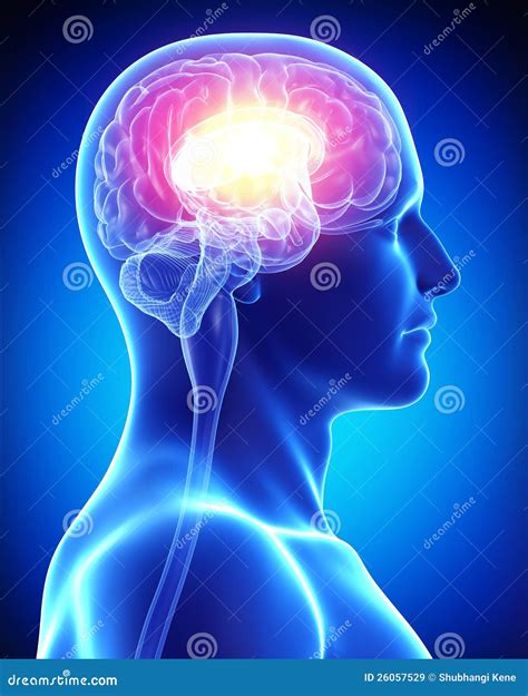 Brain Anatomy - Brain Blue Blank Royalty-Free Stock Photo