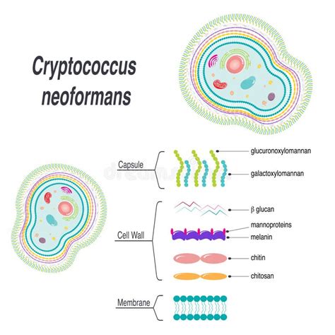 Cryptococcus Stock Illustrations 114 Cryptococcus Stock Illustrations