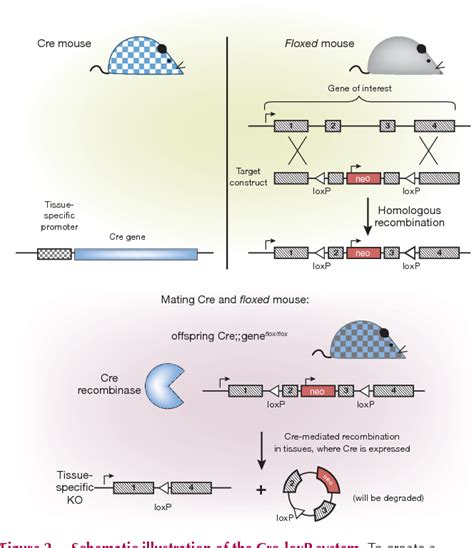 Transgenic Mouse Technology In Skin Biology Generation Of Complete Or