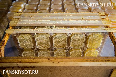 Пчелоферма "Панская" — Современные технологии производства сотового ...