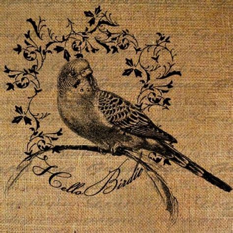 И немножечко винтажных картинок... | Antique illustration, Bird art ...