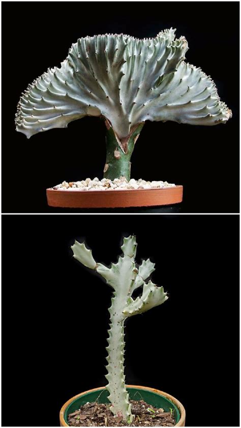 Монстры среди нас: Что такое кристатность и монстрозность у растений ...