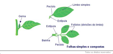 Caule E Folha Reino Vegetal Biologia Educabras