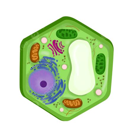 Plant Cells Clipart Png Images Cell Of Plant Cell Plant Cell