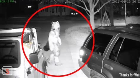 5 Werewolves Caught On Camera Spotted In Real Life Real Werewolf Werewolf Creepy Theme Loader