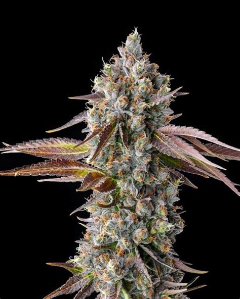 Buy Strawberry Skrilla Feminized Seeds By Compound Genetics In America