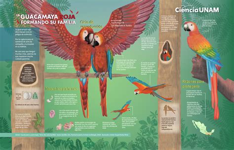 En Busca De Un Sueño Regresar A La Guacamaya Roja A La Selva Veracruzana Ciencia Unam