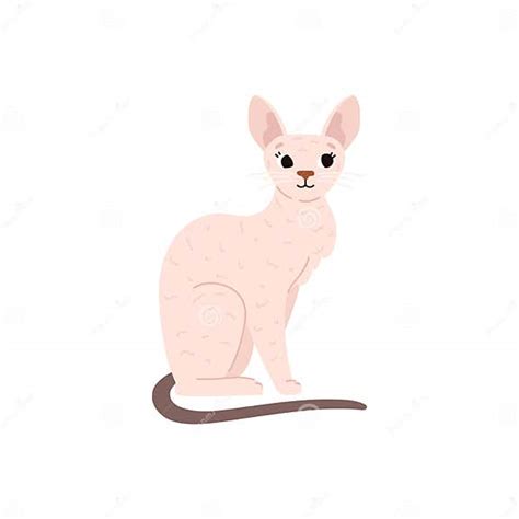 Vector Illustration Isolated Of Cute Hand Drawn Cornish Rex Cat Breed