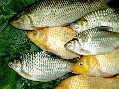 freshwater fish food  stock photo public domain pictures