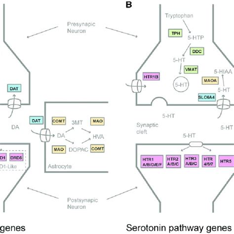 Dopaminergic Pathway Genes And Serotonergic Pathway Genes Dopaminergic Download Scientific