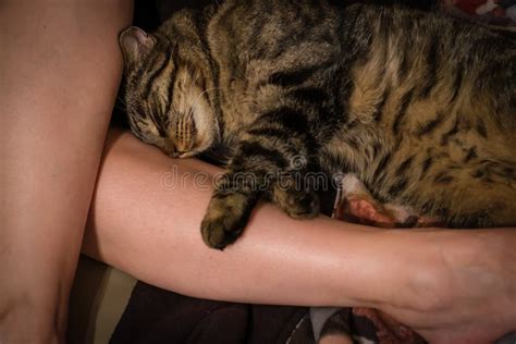 395 Pussy Asleep Stock Photos Free Royalty Free Stock Photos From Dreamstime