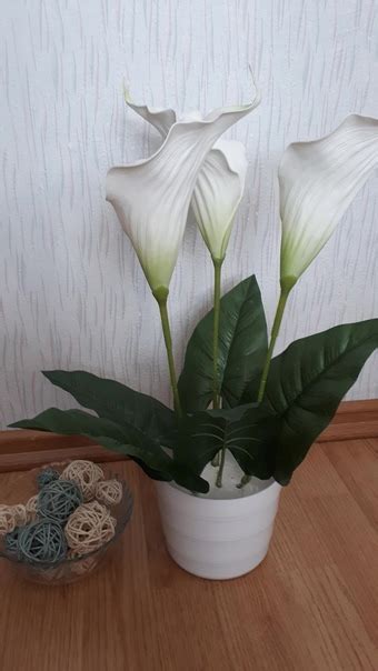 Калла искусствееная в кашпо Не требует полива , никогда не завянет ...